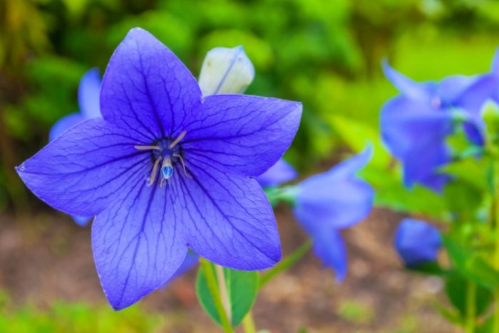 桔梗花栽培 桔梗花栽培