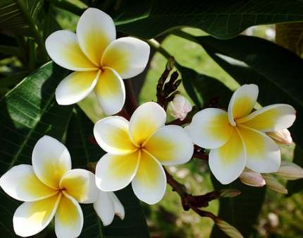 植物晒伤治疗 植物晒伤治疗