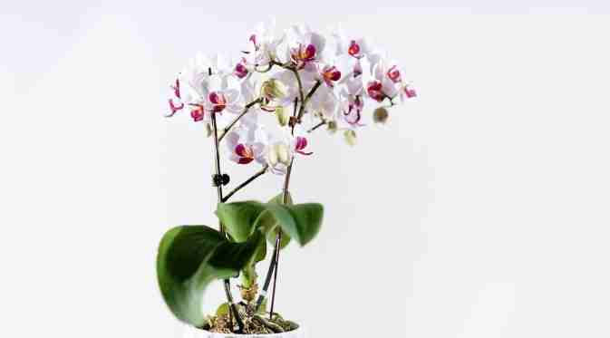 蘭花落花處理 蘭花落花處理