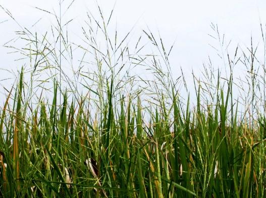 禾本科植物圖鑑 禾本科植物圖鑑