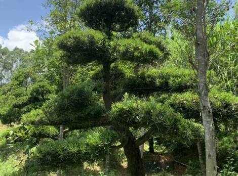 罗汉松修剪技巧 罗汉松修剪技巧