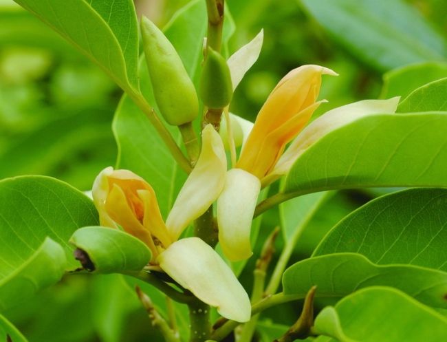 黃玉蘭精油好處 黃玉蘭精油好處