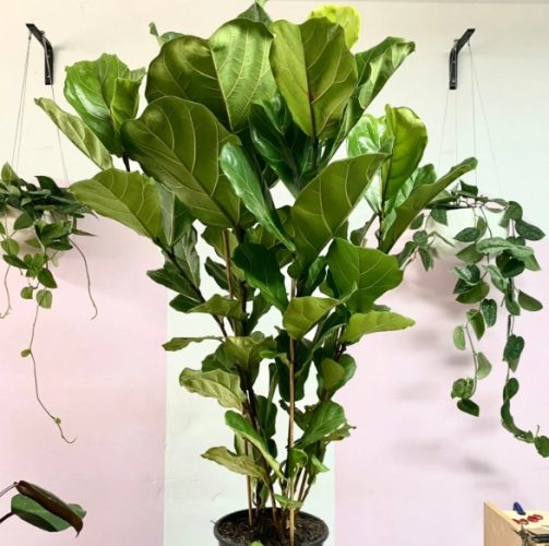 室內植物生長 室內植物生長