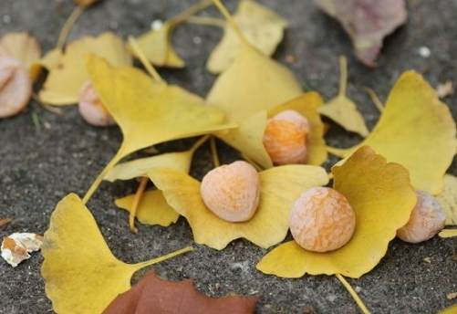 銀杏樹生長週期