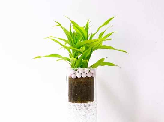 萬年青 陰性 萬年青 陰性