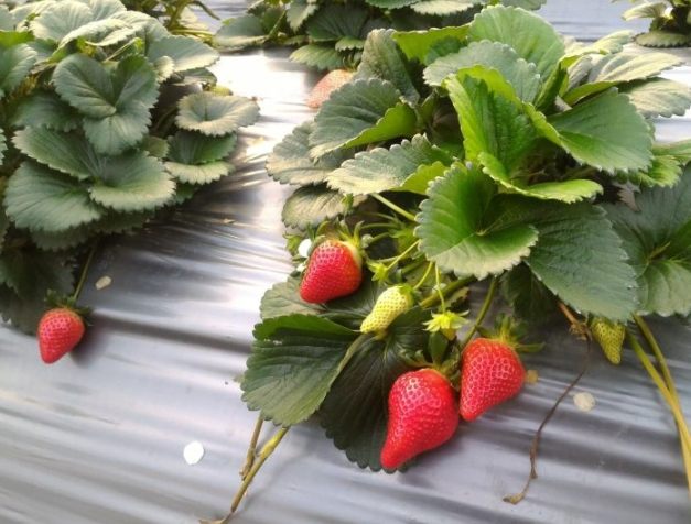 草莓種子 購買台灣