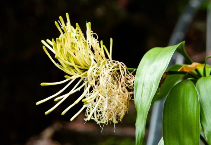 室內植物照顧 室內植物照顧