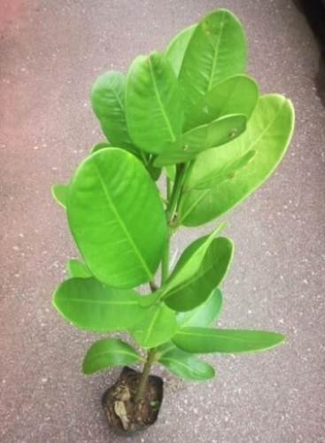 福木芽點處理 福木芽點處理