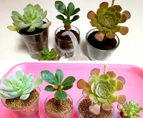 多肉植物澆水頻率