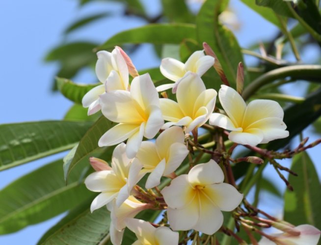 雞蛋花栽培技巧