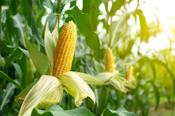粟米與玉米差別 粟米與玉米差別
