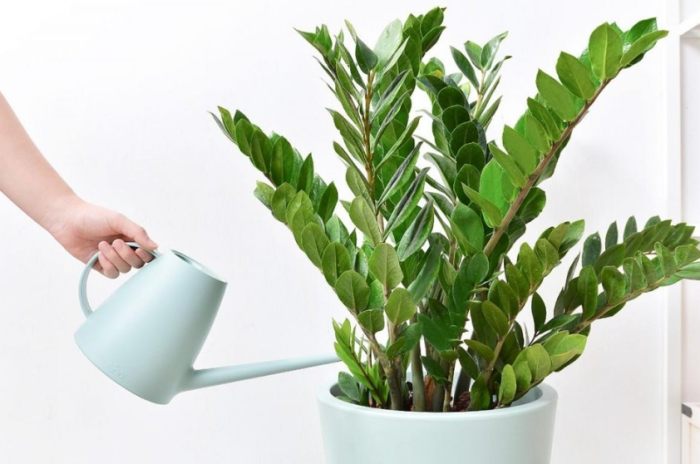 金錢樹球根種植