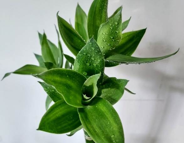 萬年青壽命 萬年青壽命