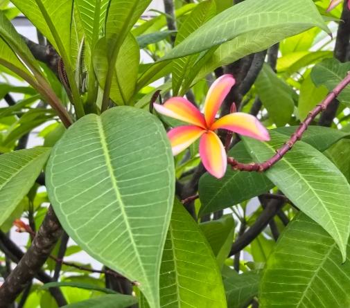 雞蛋花防風方法