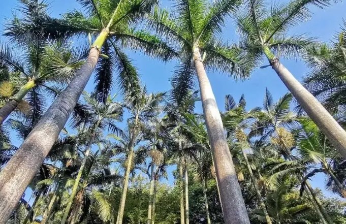 椰子樹修剪方法