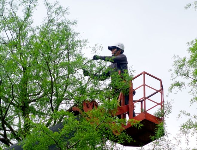 根部修剪技巧 根部修剪技巧