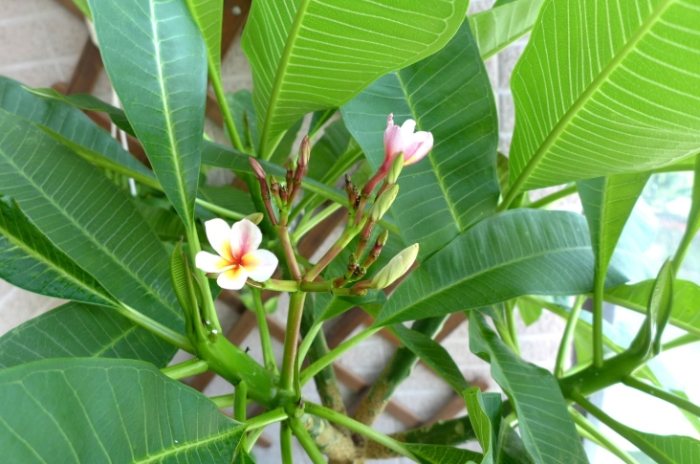 雞蛋花病害防治 雞蛋花病害防治