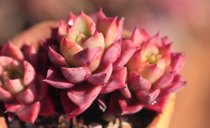 多肉植物土壤 多肉植物土壤