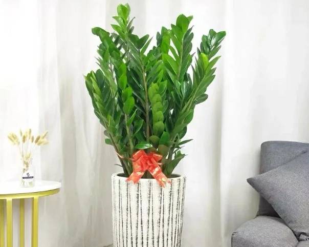 金錢樹怎麼照顧