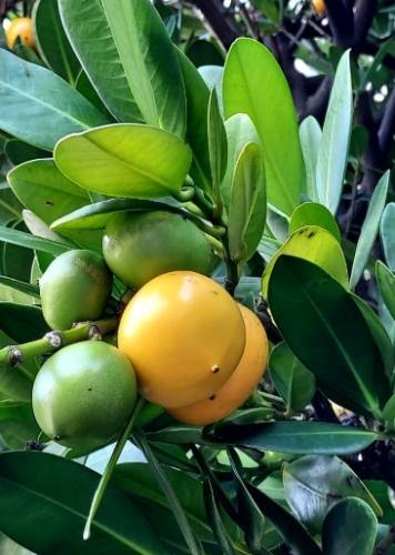 福木果實營養價值 福木果實營養價值