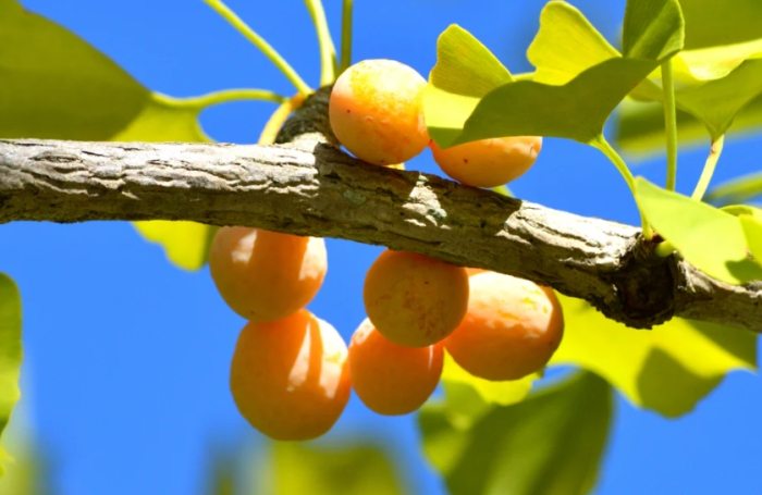 銀杏種子發芽技巧 銀杏種子發芽技巧
