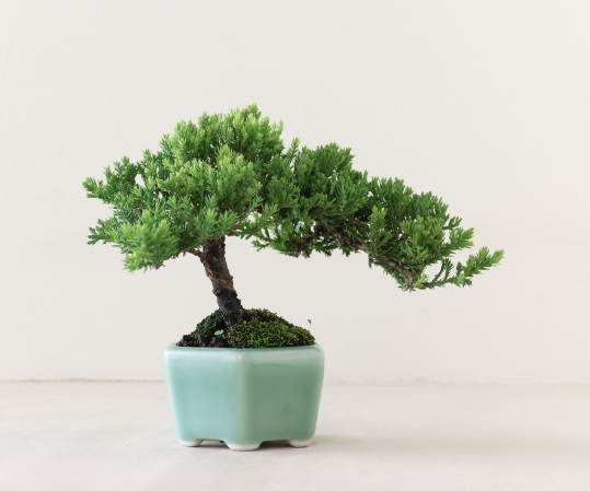 珍珠柏养护 珍珠柏养护