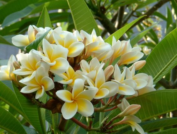 雞蛋花養護方法