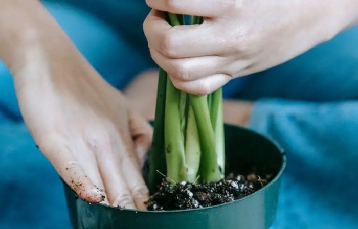 盆栽澆水頻率 盆栽澆水頻率