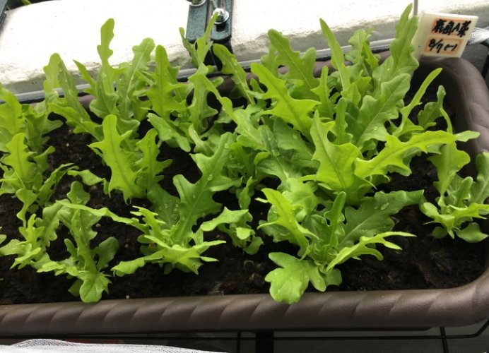 阳台蔬菜种植容器