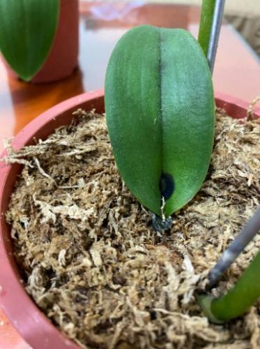 蘭花繁殖方法 蘭花繁殖方法