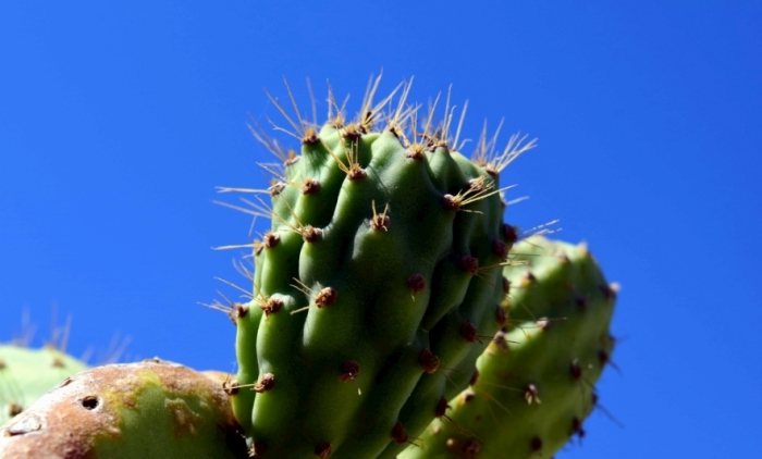 多肉植物病害防治