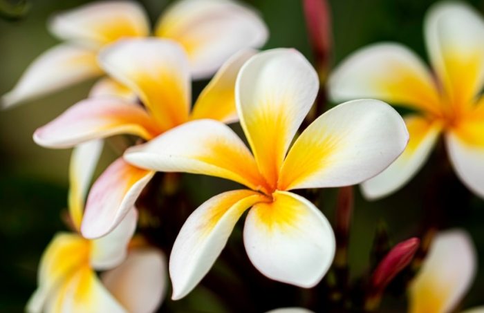 雞蛋花白粉病 雞蛋花白粉病