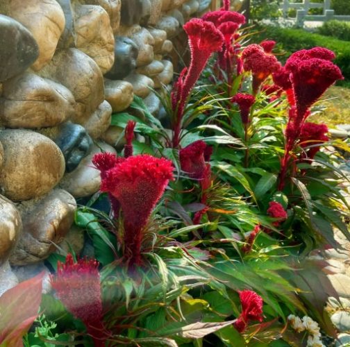 室內植物選擇 室內植物選擇