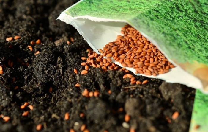 番茄種子發芽時間