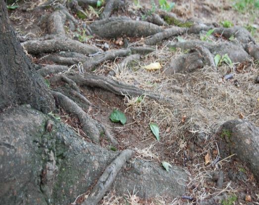 植物修根方法 植物修根方法