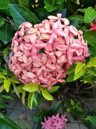 國花象征 國花象征