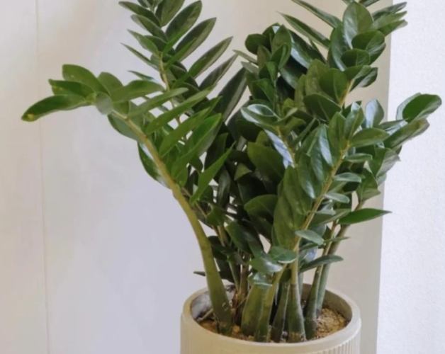 金錢樹換盆方法