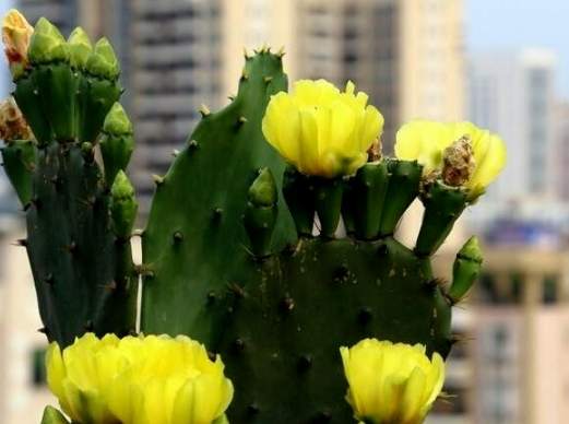 仙人球根部腐爛 仙人球根部腐爛