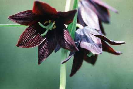 黑色桔梗花種植