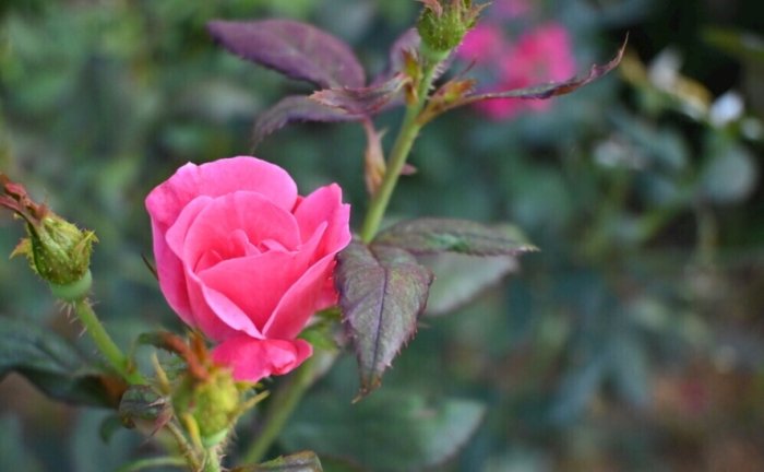 玫瑰花病害防治 玫瑰花病害防治