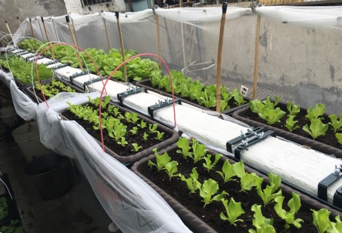 陽台種植技巧 陽台種植技巧