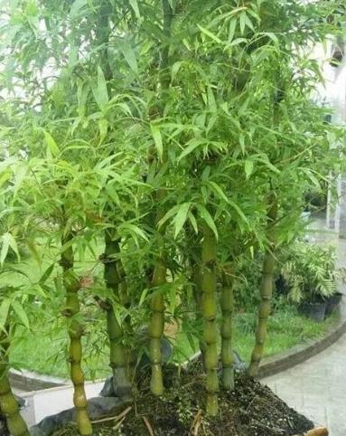 竹子品種推薦 竹子品種推薦