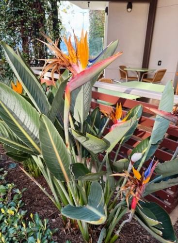 天堂鳥褐斑病原因