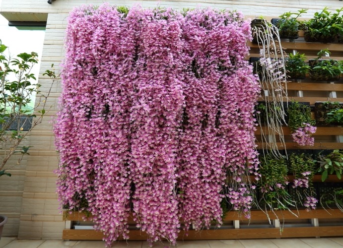 蛇木板替代材料