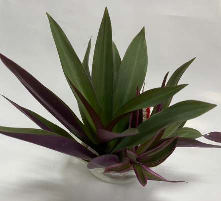 彩葉蚌蘭病害 彩葉蚌蘭病害