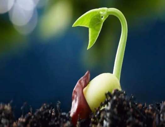 種子發芽後照顧 種子發芽後照顧