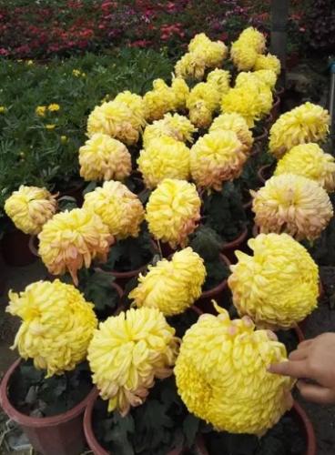 菊花什麼時候開 菊花什麼時候開