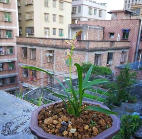 蘭花栽培土 蘭花栽培土