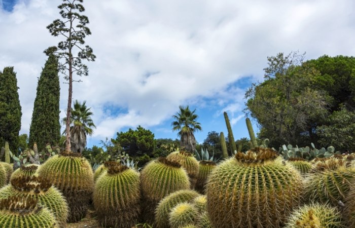 仙人掌顏色變深原因 仙人掌顏色變深原因