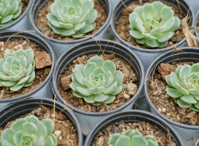 香港多肉植物土壤 香港多肉植物土壤